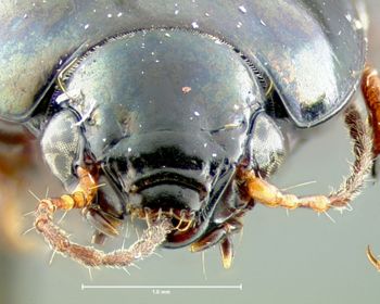 Media type: image;   Entomology 33028 Aspect: head frontal view